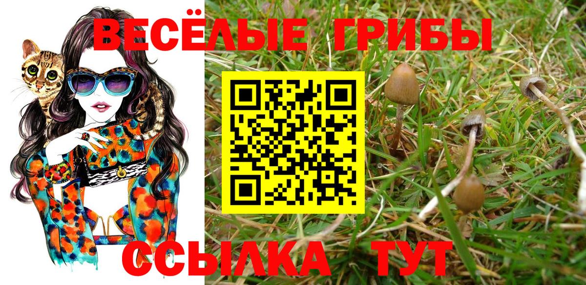 Псилоцибиновые грибы Cubensis Кинель